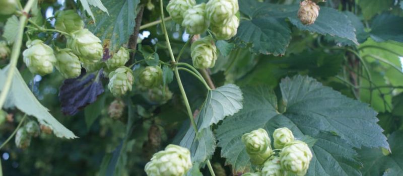 Photo for: Top 5 New and Revised Hops Varieties To Look Out For in 2018